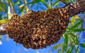 ESSAIM à VENDRE Warré ou Kenyane en Normandie - ACHAT D'ESSAIMS D'ABEILLES -Apiculture en Normandie, élevage d'abeille noires (apis melifera melifera), buck fast ou carnica dans le Calvados l'Orne ou la Manche, à Caen Paris ou Falaise