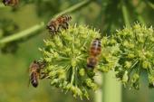 Ecole de Formation Apicole, cours et stage d'apiculture pour apiculteur débutant et confirmé