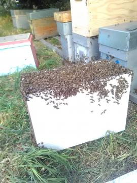 Transfert d'essaim dans votre ruche