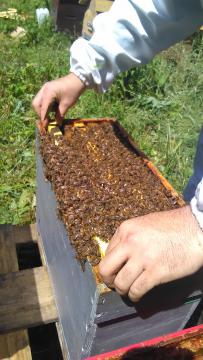 ESSAIM d'ABEILLE NOIRE, en Normandie ( calvados, Orne, Manche ) vente d'essaims d'abeilles ou de ruches peuplées, prix d'essaims dégréssifs