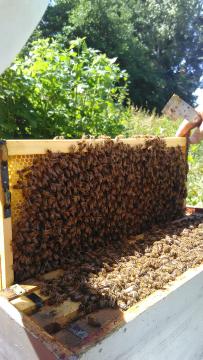 ESSAIM à VENDRE en Normandie - ACHAT D'ESSAIMS D'ABEILLES -Apiculture en Normandie, élevage d'abeille noires ou buck fast dans le Calvados l'Orne ou la Manche, à Caen ou Falaise