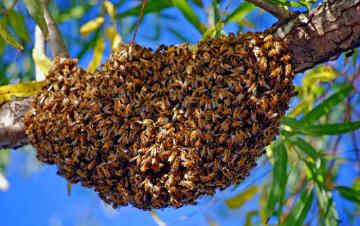 ESSAIM à VENDRE en Normandie - ACHAT D'ESSAIMS D'ABEILLES -Apiculture en Normandie, élevage d'abeille noires ou buck fast dans le Calvados l'Orne ou la Manche, à Caen ou Falaise